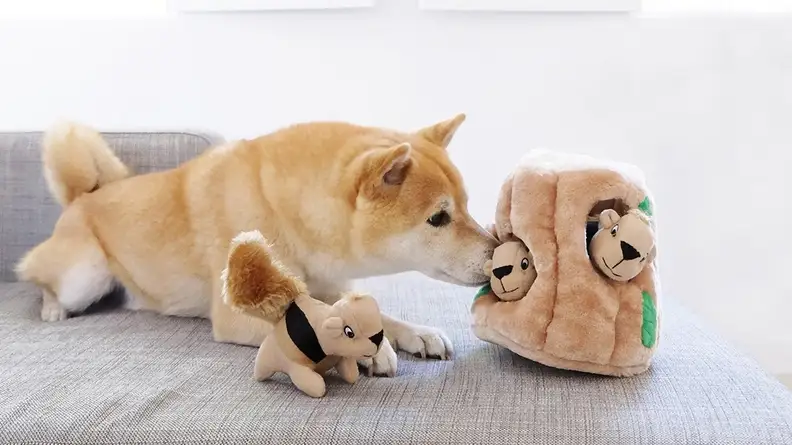 An image of a dog with a toy that hides plush squirrels.