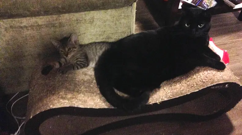 Two cats on a lounger