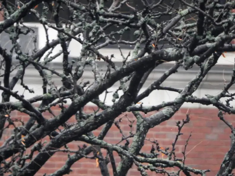 A sample photo shot by the Nikon Coolpix P610.