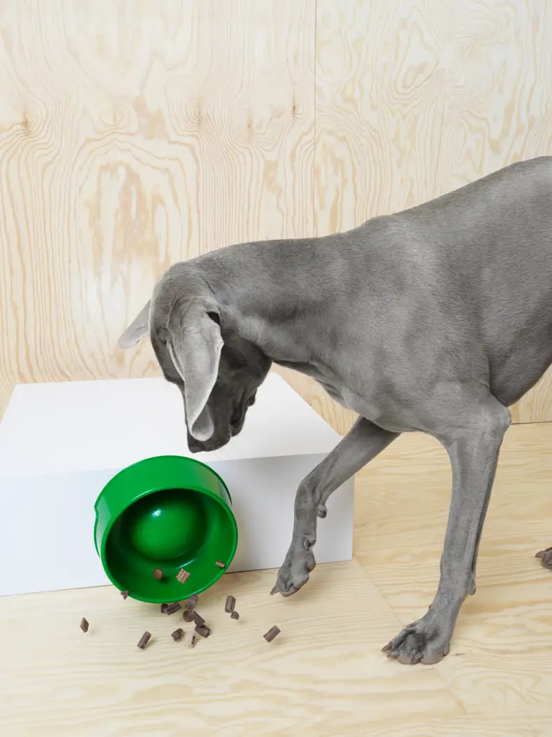This bowl will help stop the dog from gulping her food