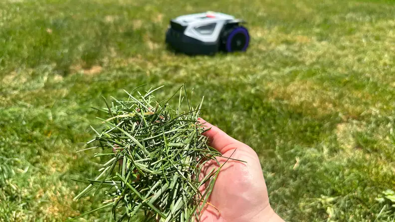Pile of grass clippings shown in a person's hand, in front of green grass and Anthbot robot mower.