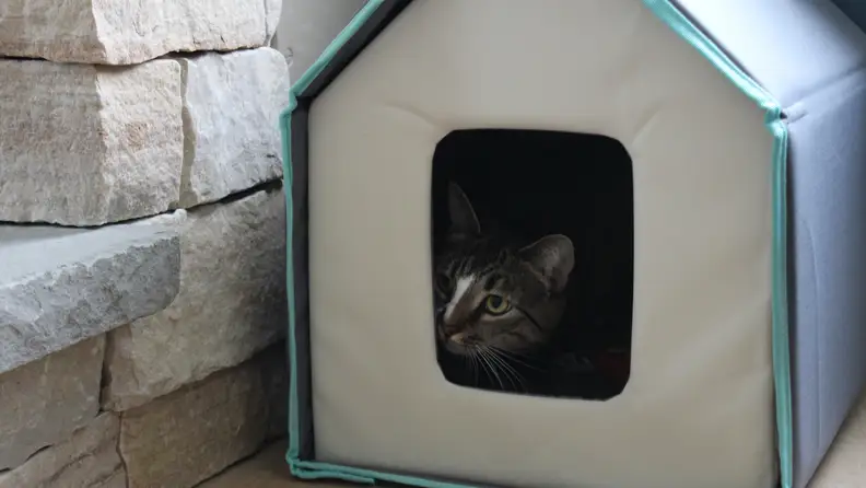 A cat peeking out the doorway of the Frisco Heated Cat House.