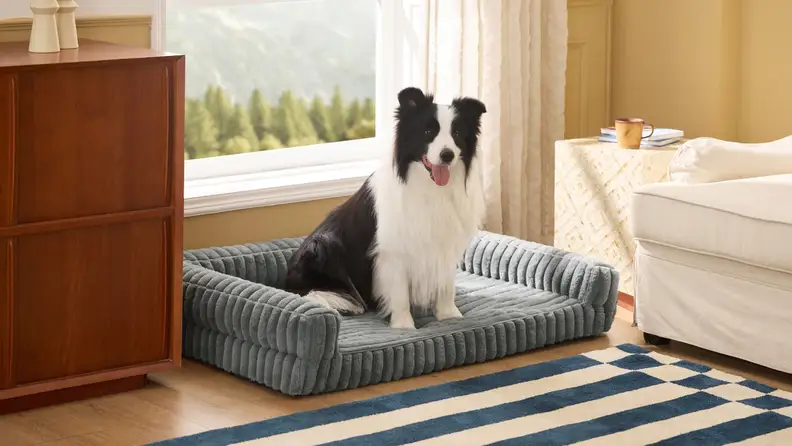 A dog lays in a pet bed