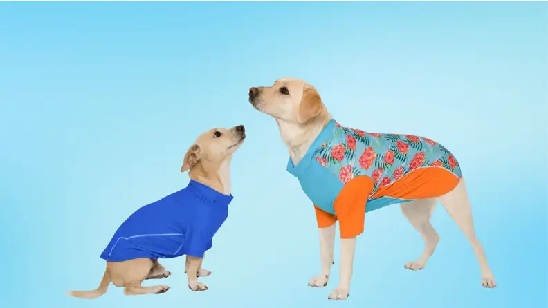 Two dogs wearing UPF shirts on a blue background