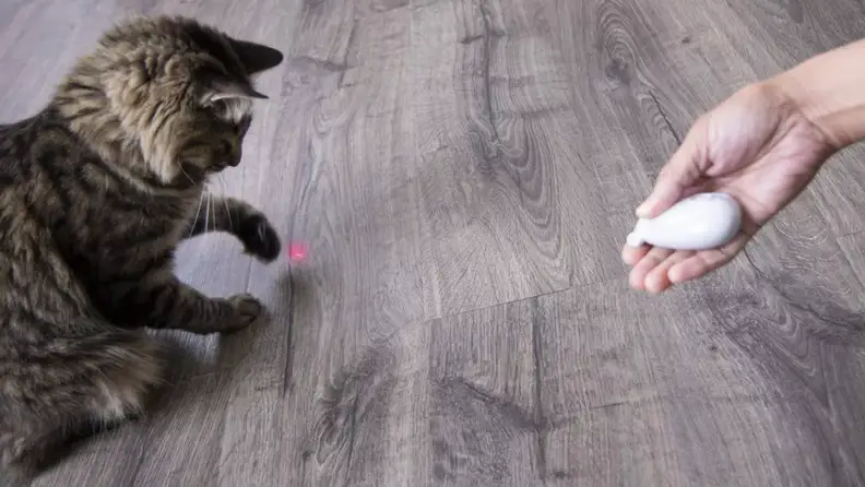 Hand pointing Smartykat Loco Laser pointer for cat playing with it.