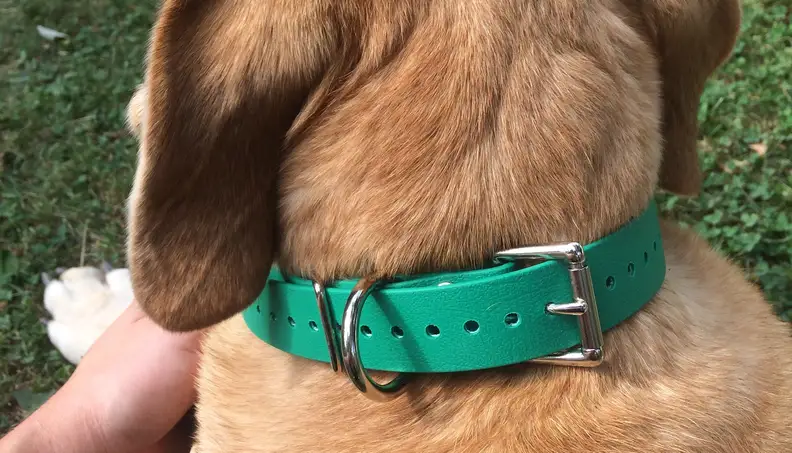 Educator Biothane Dog Collar