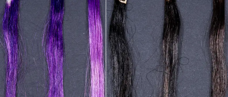 Experiment results for purple (left) and brown (right) dyed hair washed with Dove shampoo. The leftmost hair swatch in each group wasn't washed at all, the middle swatch was washed once, and the rightmost swatch was washed five times.