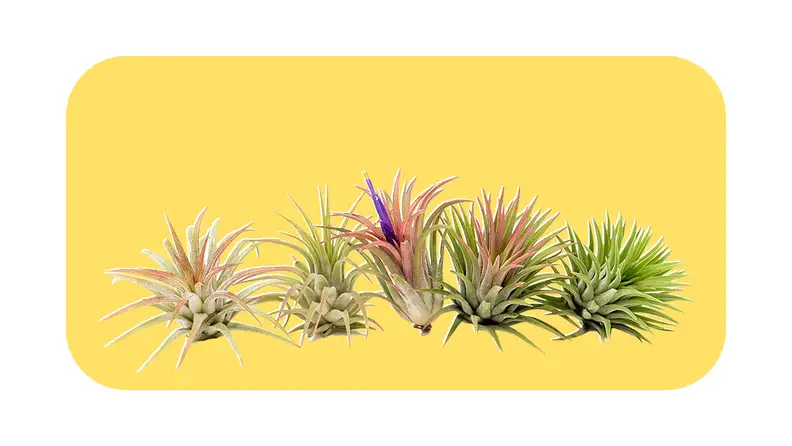 Five multi-colored air plants side by side.