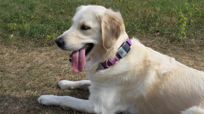 The Fi Smart Collar gets Addy's seal of approval.