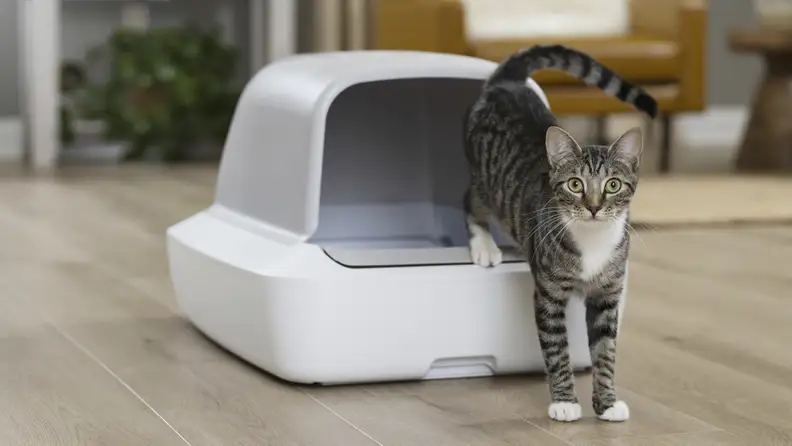 A tabby cat stands beside a white self cleaning litter box in a modern living room.
