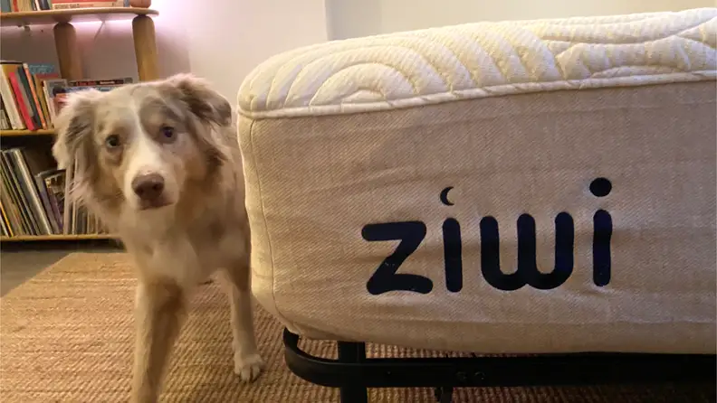 Australian shepherd mixed dog standing next to white Ziwi mattress.