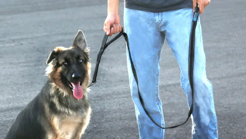A leash with a second handle comes in handy when walking your dog.