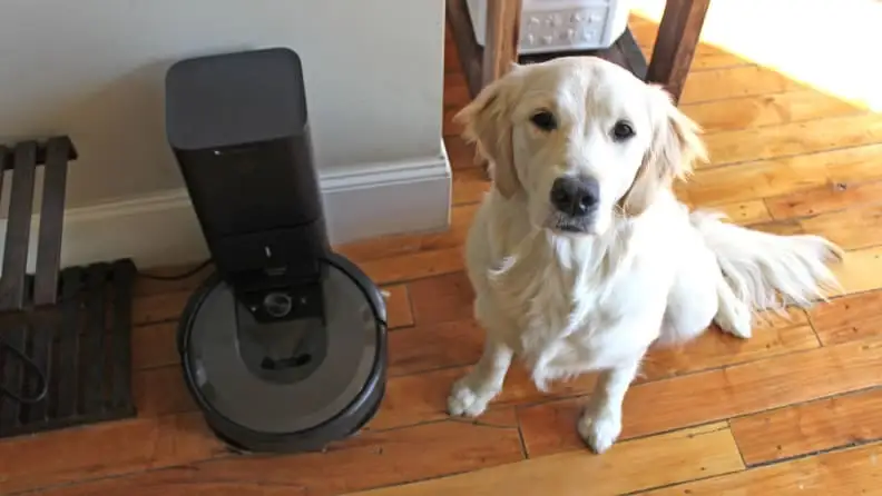 A golden retriever sitting next to a robot vacuum, staring at the camera.