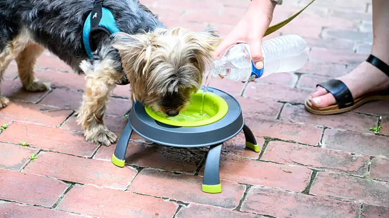 An image of a small dog using the Popware bowl to drink from.