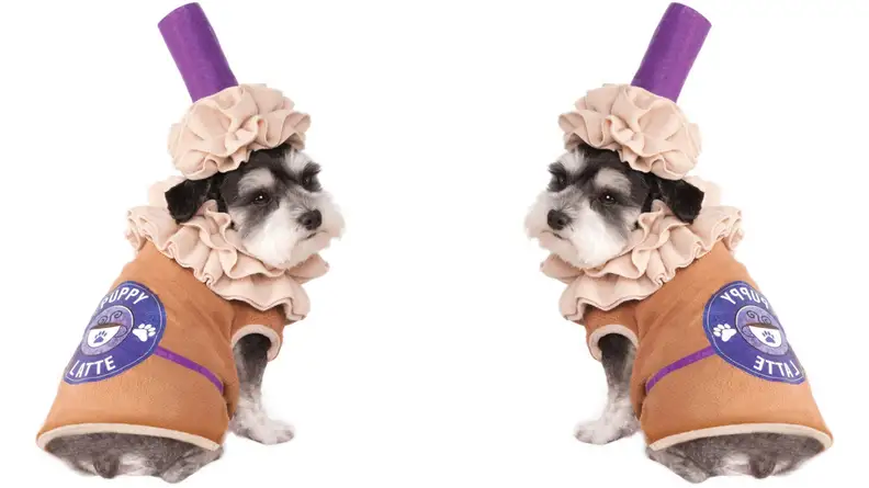 Dog dressed like latte