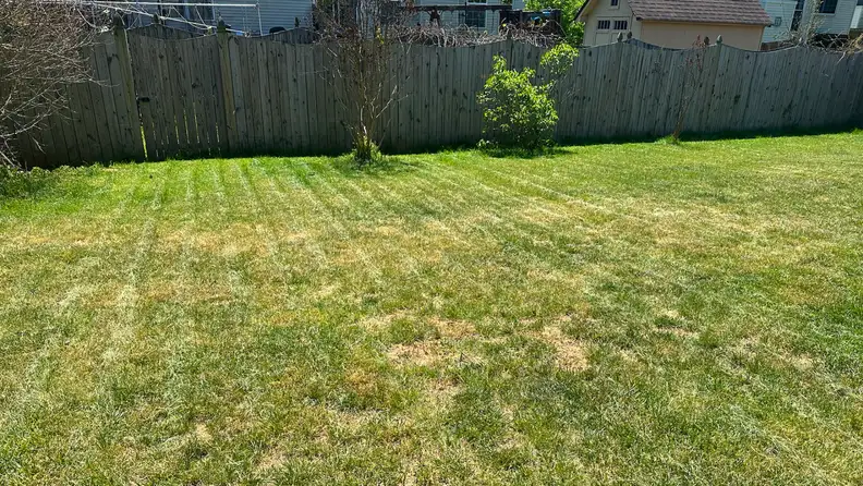 Green grass in front of a wooden fence.