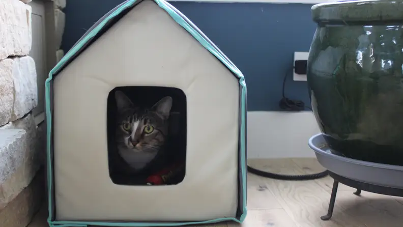 A cat sitting inside the Frisco Heated Cat House