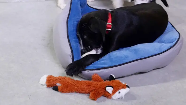 Leaps & Bounds Unstuffed Rabbit Dog Toy
