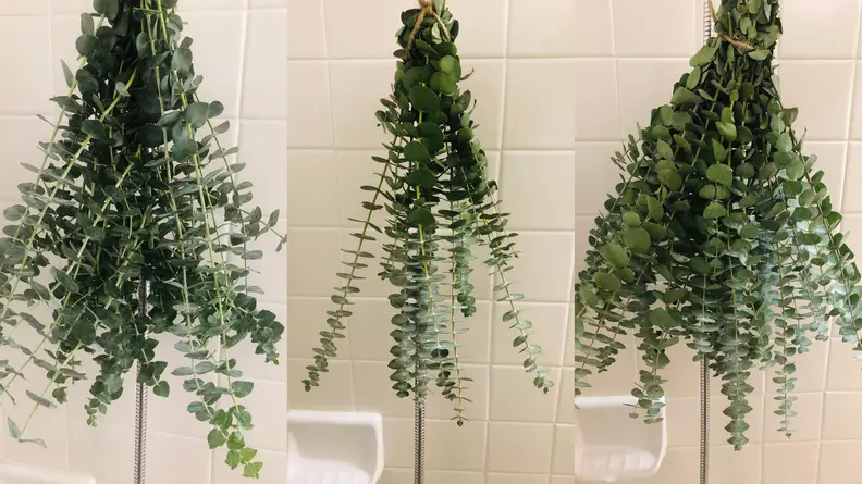 Bunch of eucalyptus hanging.