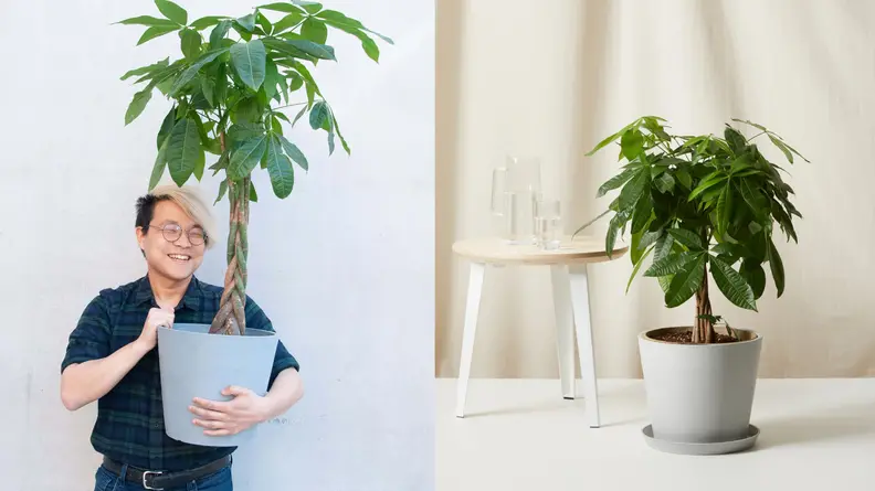 Money trees are often considered a symbol of prosperity, making them the perfect housewarming gift.