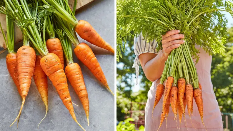 Burpee danvers carrots on a grey table next to a photo of someone holding a bunch of carrots