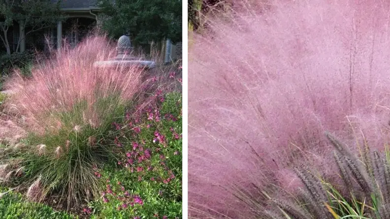 Etsy pink muhly grass growing in a yard next to a close up photo of it