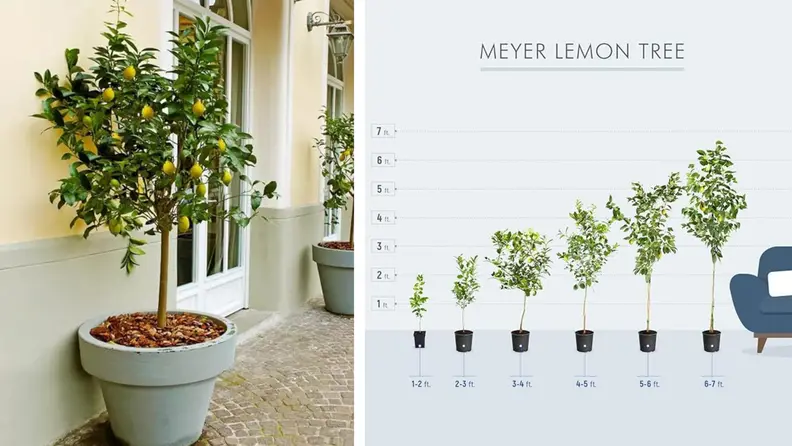 Brighter blooms meyer lemon tree next to a height chart of a lemon tree