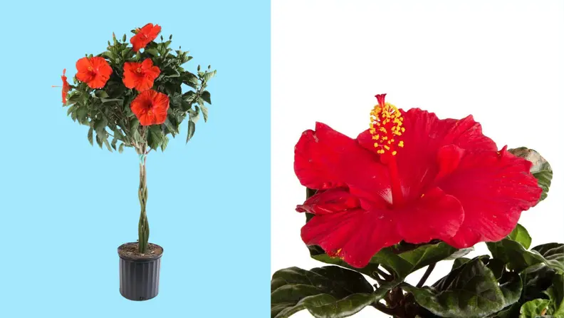 Costa farms potted hibiscus next to a close up of a red hibiscus