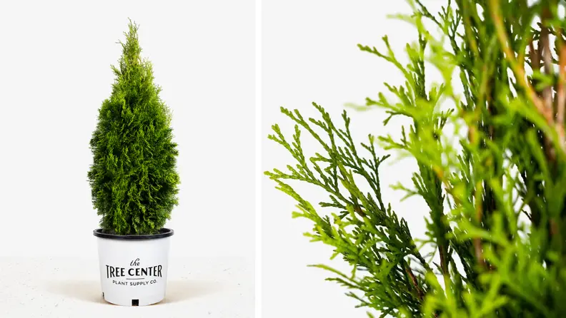 Tree center potted emerald green arborvitae next to a close up image of the plant