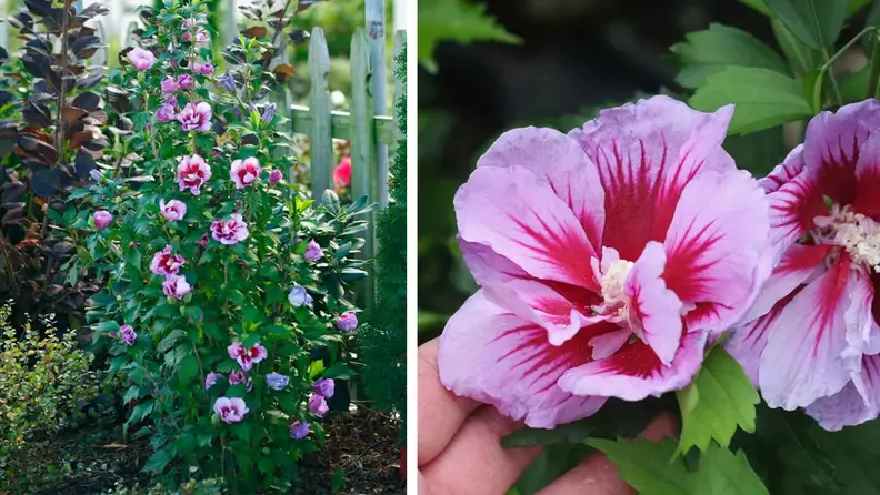 Bluestone perennials rose of sharon purple pillar hibiscus