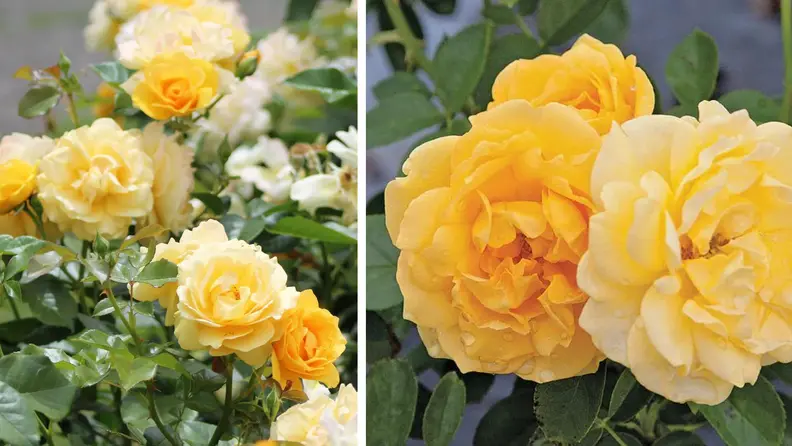 Antique rose emporium julia child yellow roses