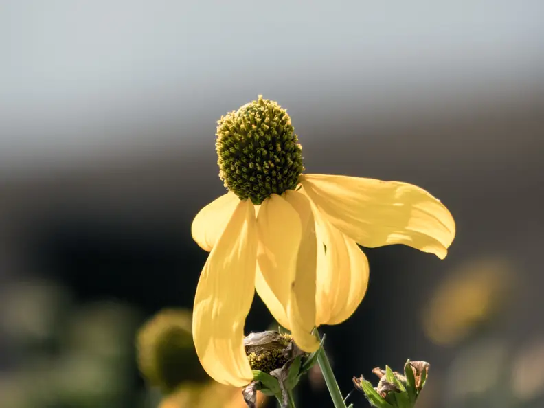 EXIF: 108mm, ISO 100, 1/800, f/2.8