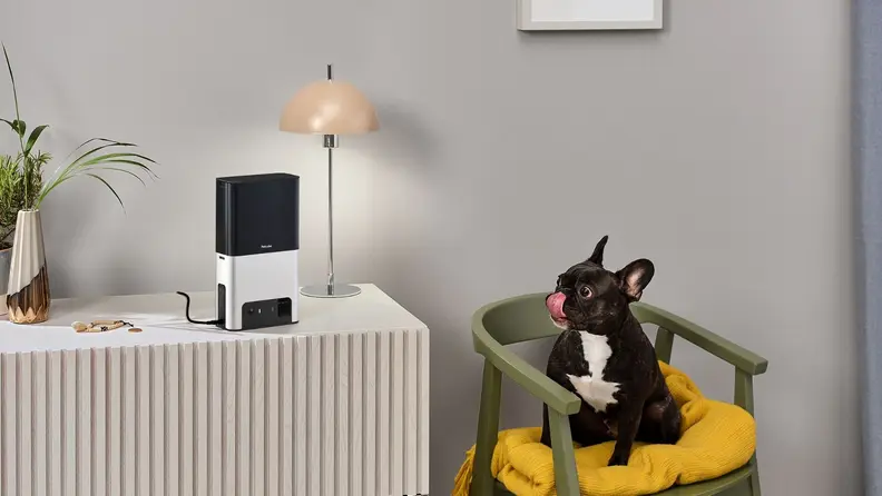 French bulldog waiting for a treat from the Petcube Bites 2