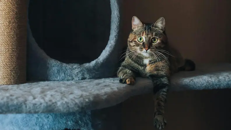 Black, white, and orange cat sitting on a cat tree with one little arm dangling off the side while making intense eye contact