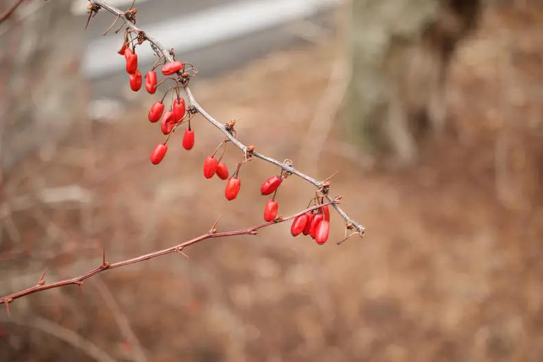 Berries are Red, backgrounds are blurry, this is a good lens