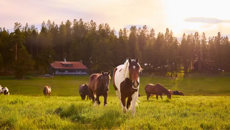 Horses grazing and walking through a sunlit meadow near a forest and rustic cabin at sunset.