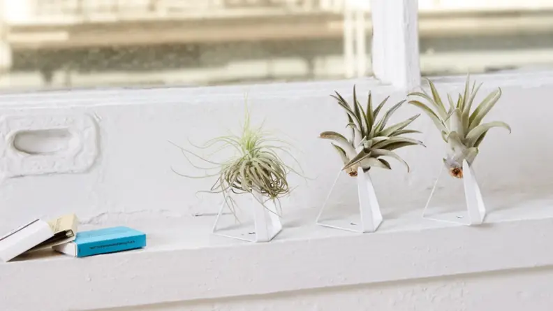 Six air plants.