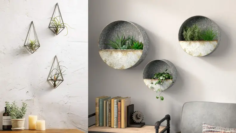 These low-maintenance plants will brighten up any room.