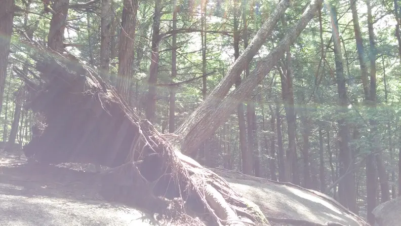 An example of the lens flare on with the LG G3's camera.