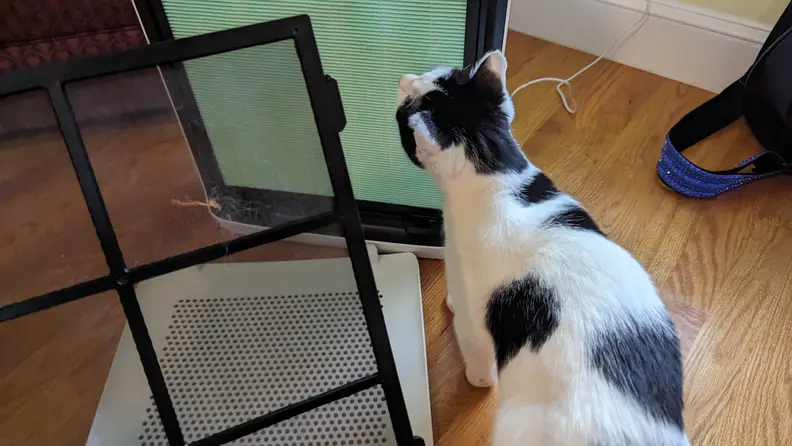 A cat in front of the air purifier.