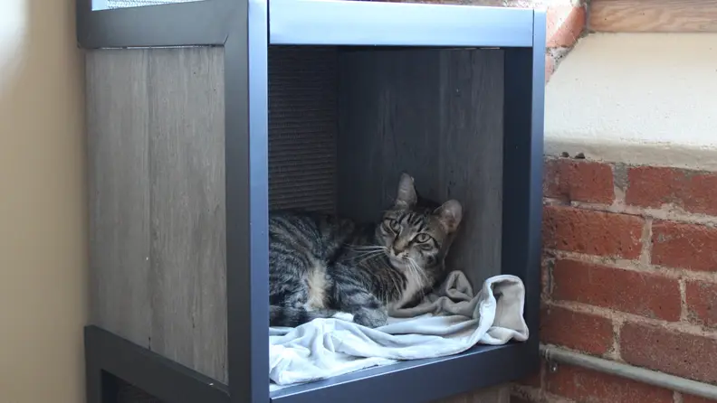 Nugget quickly took to the AutoPets Cat Tower.