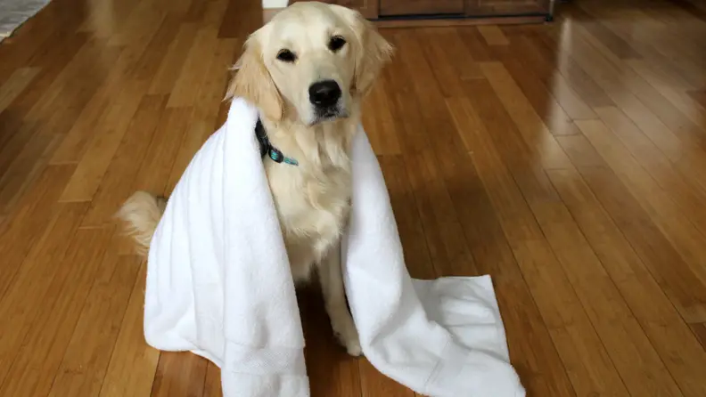 Addy gives these towels two paws up!