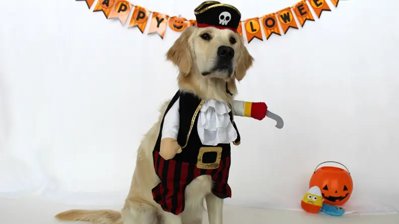 You don't want to cross this wily pirate!