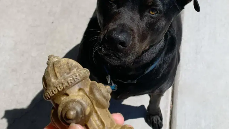 Dog looking at hand holding a Chew-A-Bull treat.