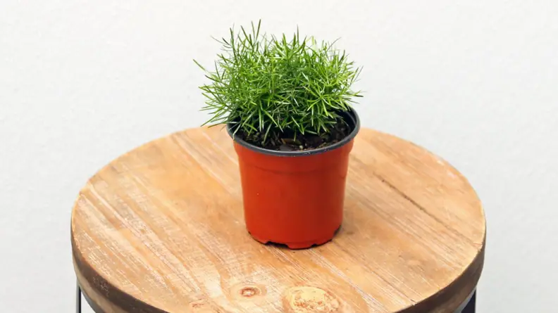 Asparagus fern plant.