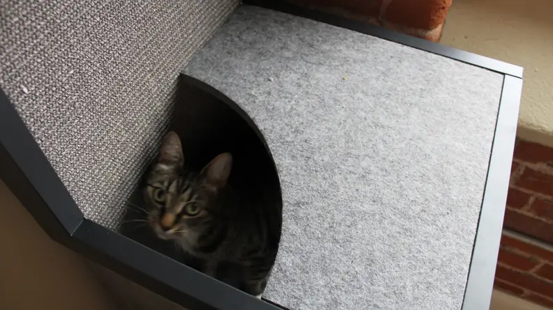 There's only one small thing I don't love about this cat tower.