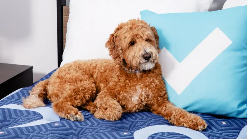 A brown dog rests on a pillow with a Reviewed logo on it.