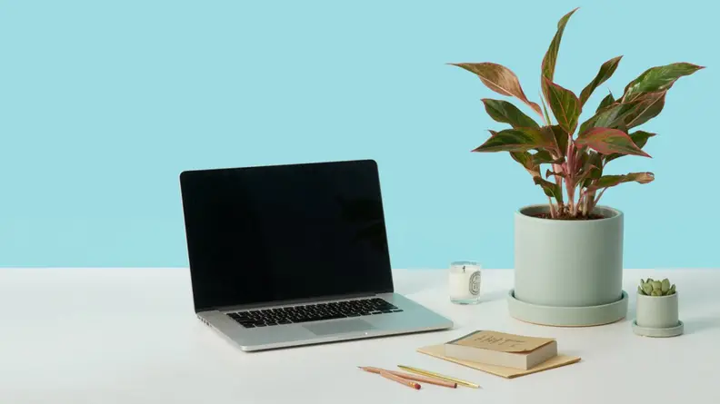 a laptop and a plant