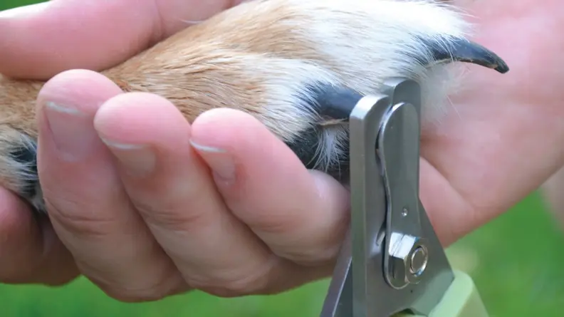 Nail clippers