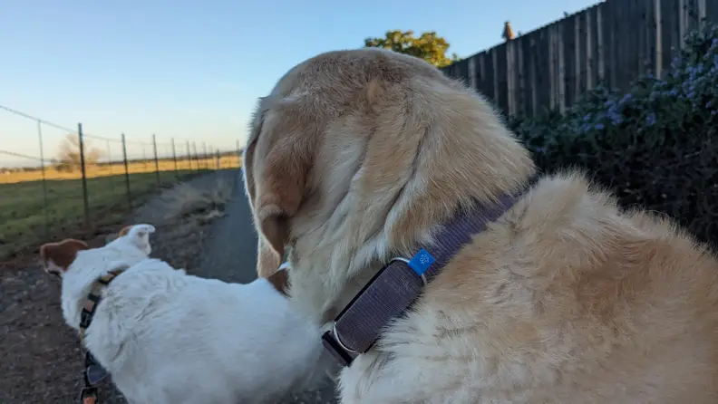 Two dogs looking off into the distance.